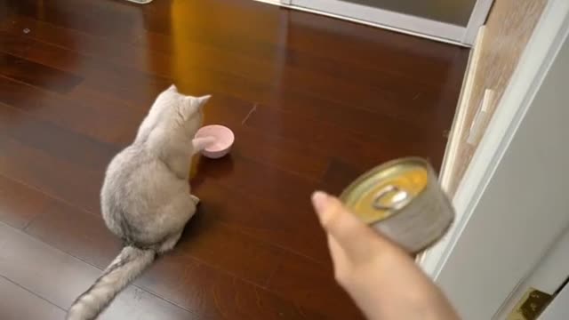 A cat begging for food from its owner ! Funny cat