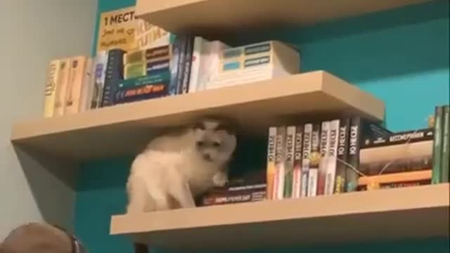 This cat looks happy when he play woth books