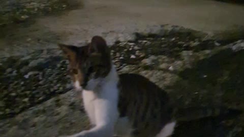 A cat playing with bird feathers.