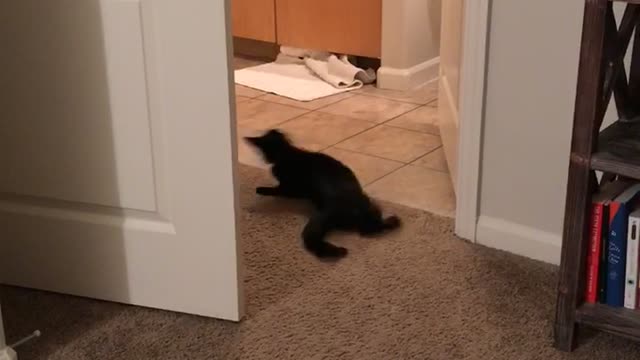 Black cat chasing ball around room