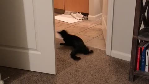 Black cat chasing ball around room