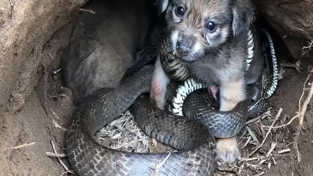 Cute and Innocent Puppy Save From King Cobra