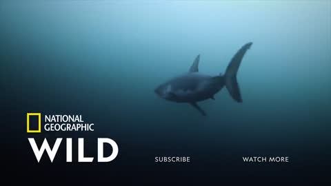 A String of Shark Attacks - Dangerous Attacks