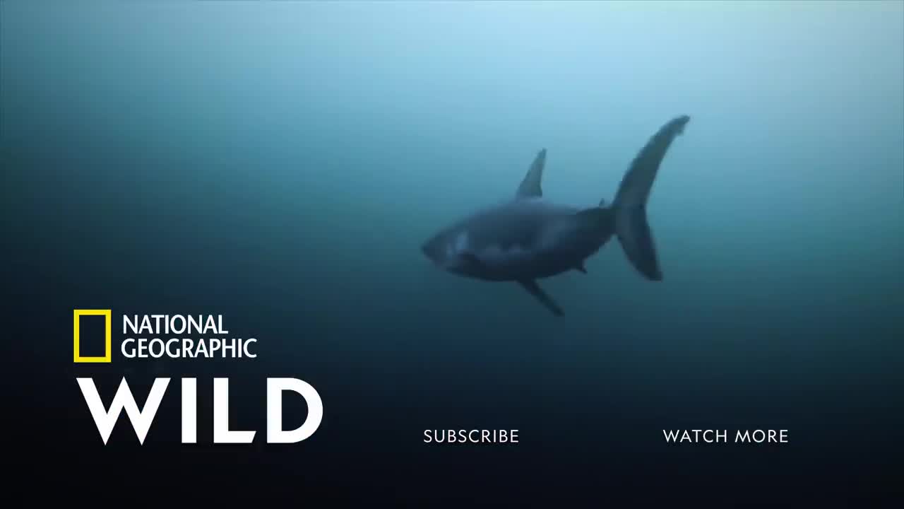A String of Shark Attacks - Dangerous Attacks