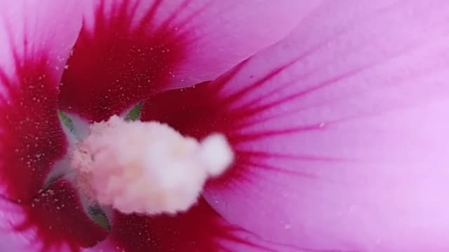 The beauty of flowers in the morning