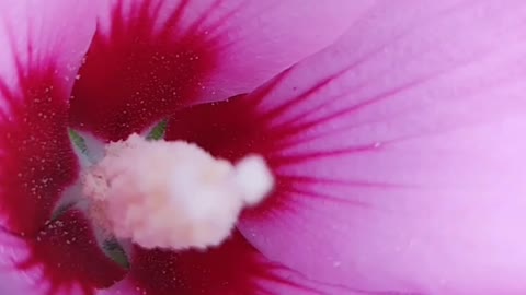 The beauty of flowers in the morning