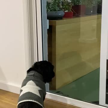 Dog asking for help to open the sliding door