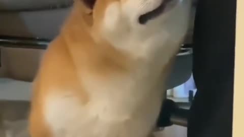 Share the most interesting video with you 1