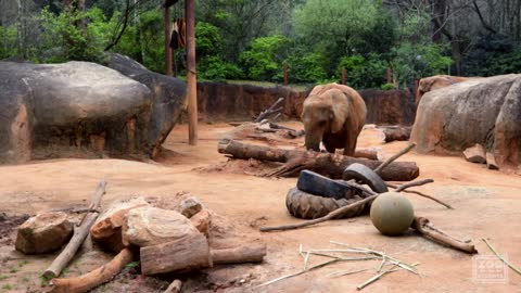 How an Elephant Eats Bark