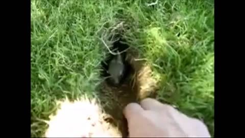 Baby Bunny Rabbits