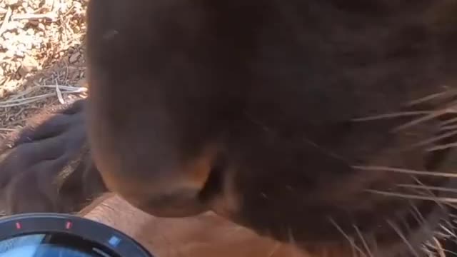 Wild Animal Empathy