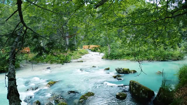 Flowing River in the Middle of the Woods