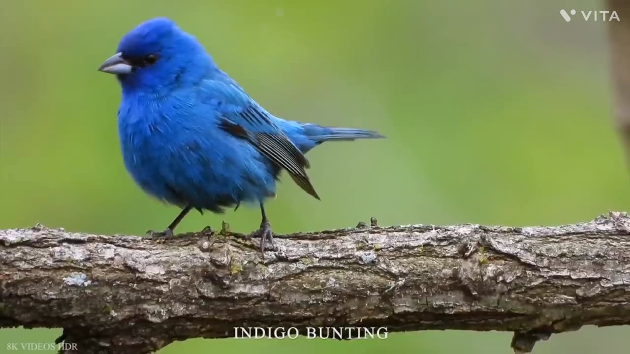 Joyful bird song relaxing bird voices