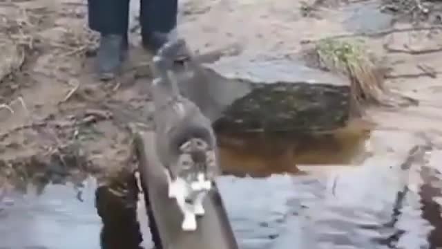 Smart Cat