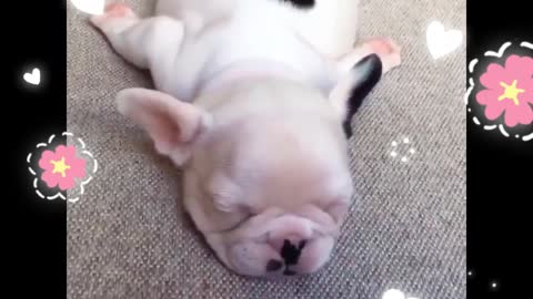 A dog playing on a slide