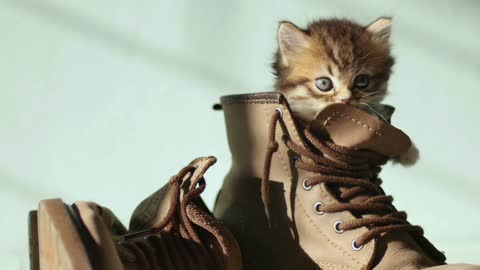Cat kitten shoe boot
