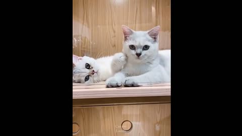funny's cute cats