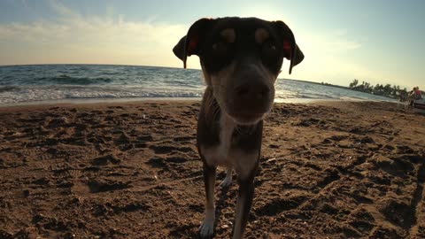 Sunny day with nice dog in the beach