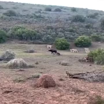 Brave mother buffalo saves calf from pride of lions. Cute Wild Animals