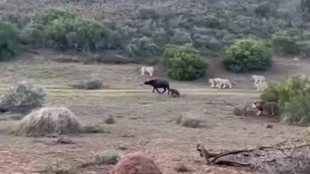 Brave mother buffalo saves calf from pride of lions. Cute Wild Animals