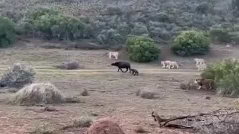 Brave mother buffalo saves calf from pride of lions. Cute Wild Animals