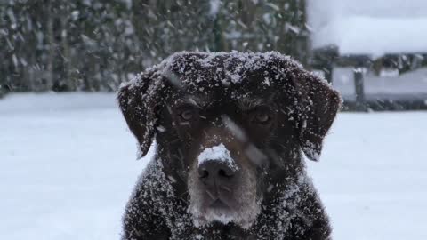 The Labrador Retriever dog how beautiful it is in the snow