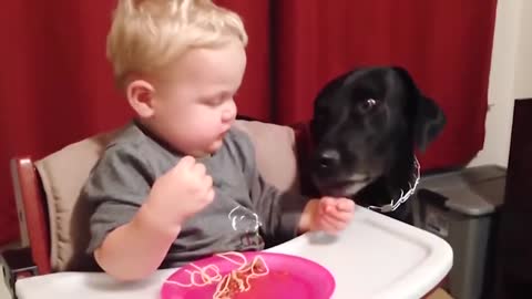 Funny Baby and animal