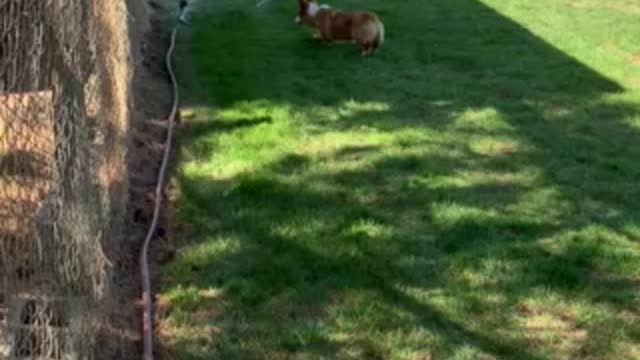 Baby Loki Meets the Sprinkler