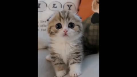 Animals - Cute baby Cat