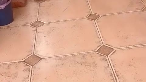 CatVideos OMG So Cute ♥ Best Funny Cat Videos 2022