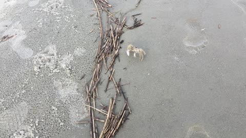 Ghost Crab on the Run