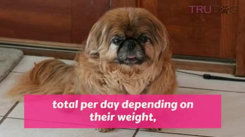 How to feed pekingese