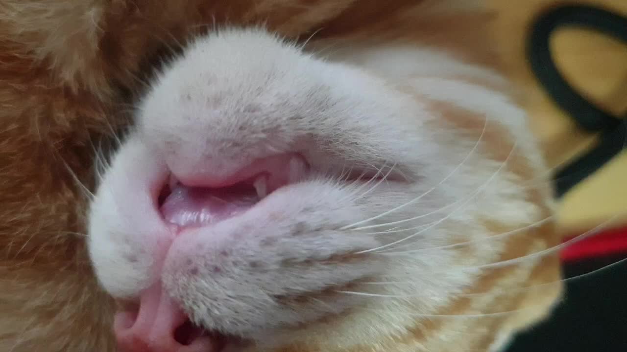 A cute cat is chewing in the air.