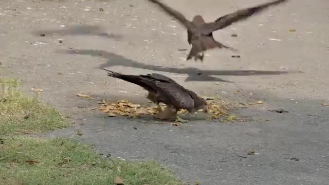 Birds Black Kite Cheel attacking for Food eating Meat on Ground.