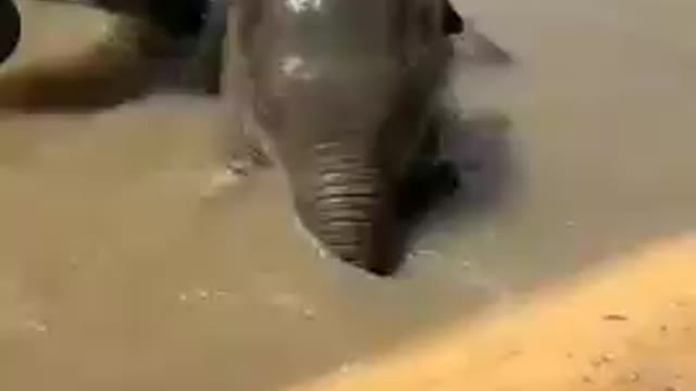 Funny baby elephant