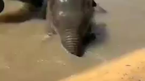 Funny baby elephant