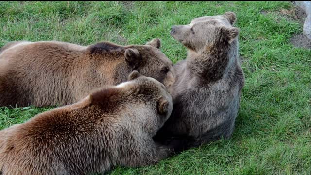 Big bears family brown bears