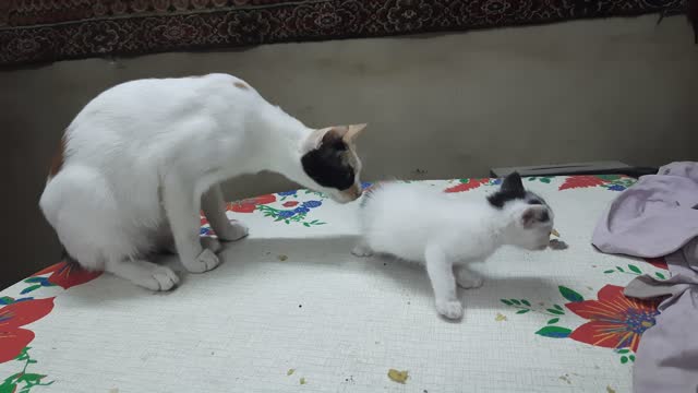 Sofi Kitten Sniffing Her Little Sister Muffin