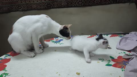 Sofi Kitten Sniffing Her Little Sister Muffin