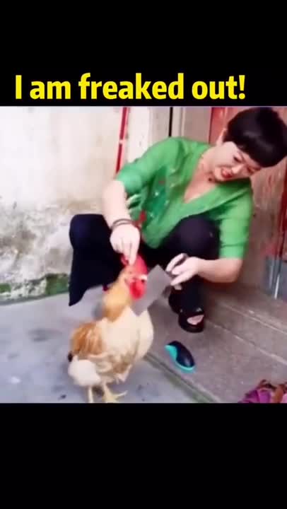 Funny Chickens Chasing... People! Hilarious! Funniest Animals Videos May 2022