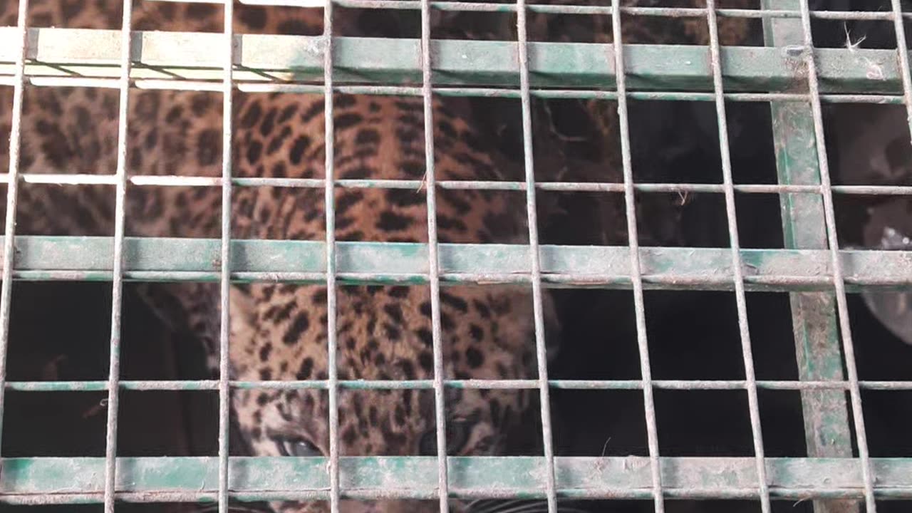 Leopard 🐆 in cage 😮