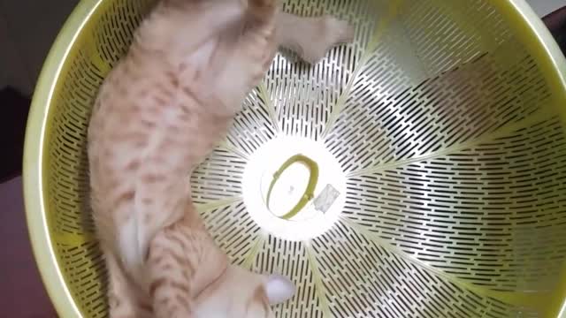 Funny cat video #SHORTS