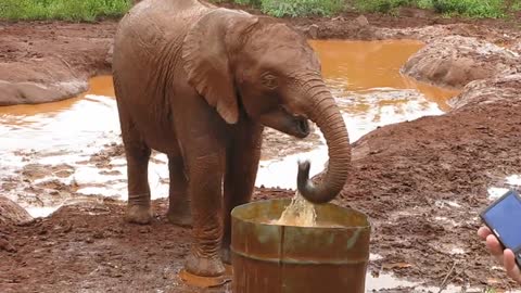 Baby elephant playing with his water