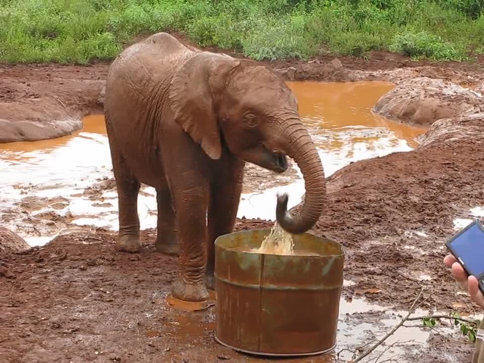 Baby elephant playing with his water