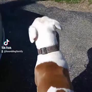 dog seeks his human little girl