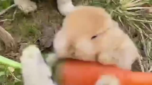 A group of small animals play happily and carefree, which is really enviable