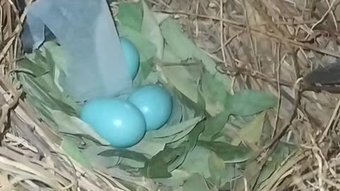 The Egg Of Shalik (Birds Egg)