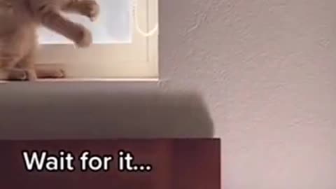 Funny animal