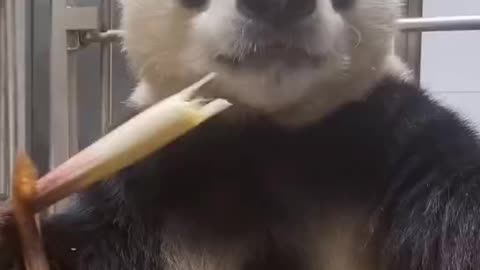 Bite force of Panda