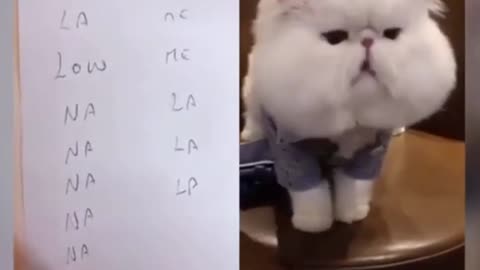 cute cat talking English